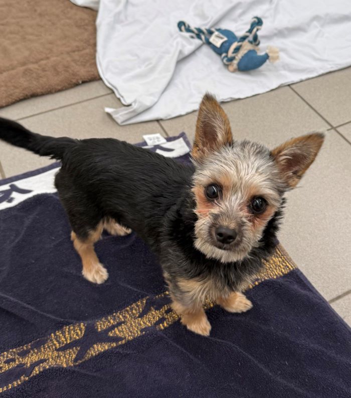 Yorkshire Terrier-Mischling