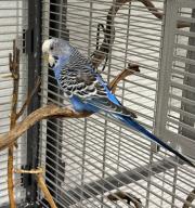 Fundtier Tier-ID 38677