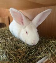 Fundtier Tier-ID 38681