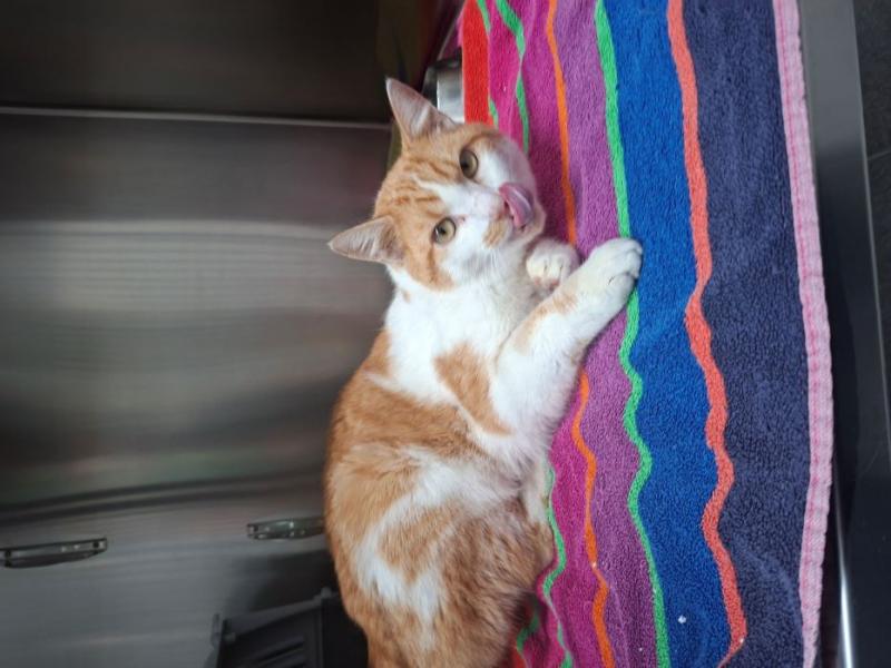 Europäische Hauskatze