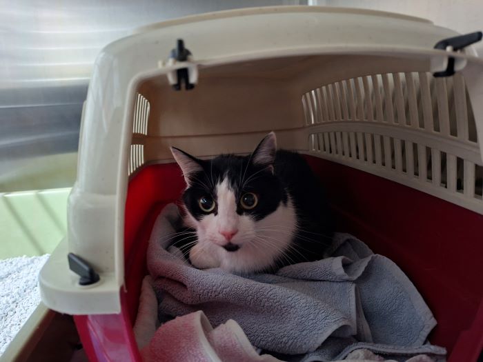 Europäische Hauskatze