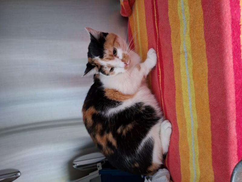 Europäische Hauskatze