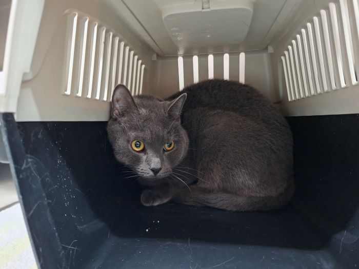 Europäische Hauskatze