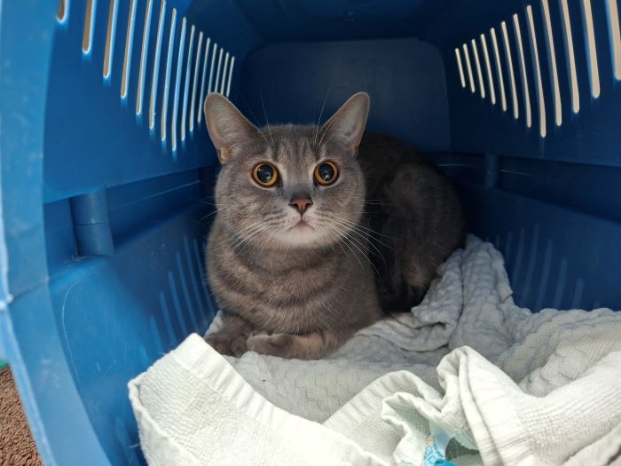 Europäische Hauskatze