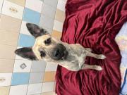 Fundtier Tier-ID 38854