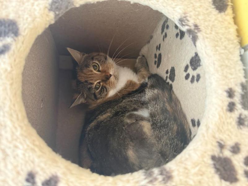 Europäische Hauskatze