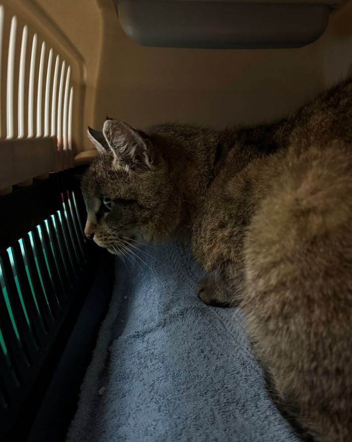 Europäische Hauskatze