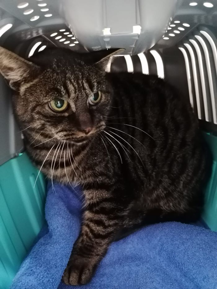 Europäische Hauskatze