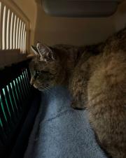 Fundtier Tier-ID 38675