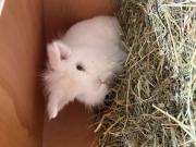 Fundtier Tier-ID 38680