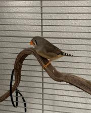 Fundtier Tier-ID 38684