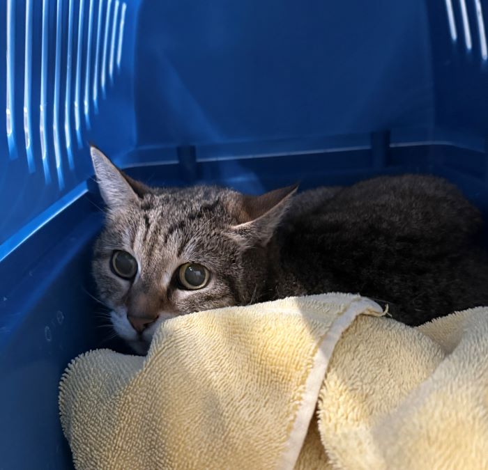 Europäische Hauskatze