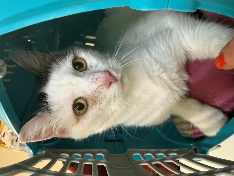 Europäische Hauskatze