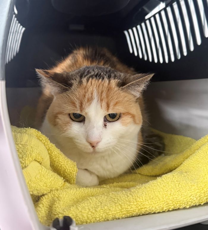 Europäische Hauskatze