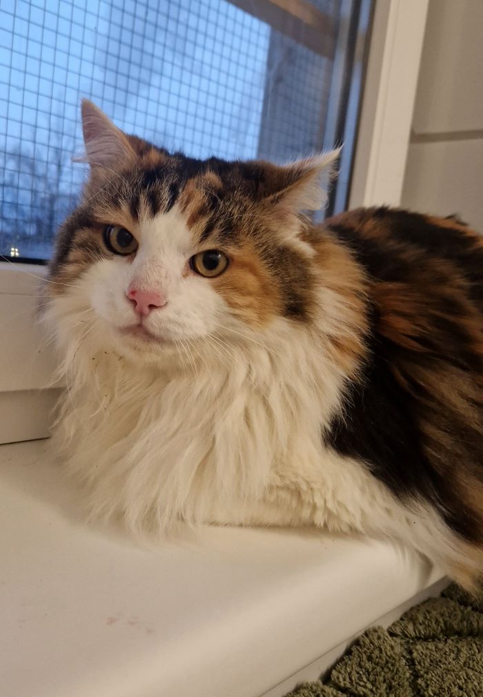 Europäische Hauskatze