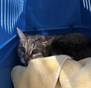 Fundtier Tier-ID 38934