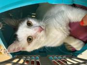 Fundtier Tier-ID 39003