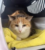 Fundtier Tier-ID 39128