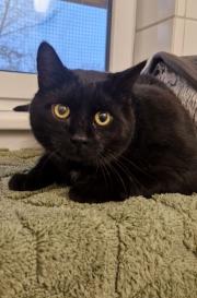 Fundtier Tier-ID 39125