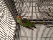 Fundtier Tier-ID 39140