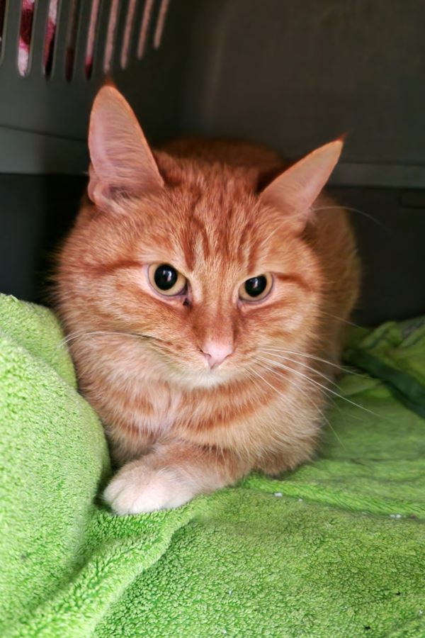 Europäische Hauskatze