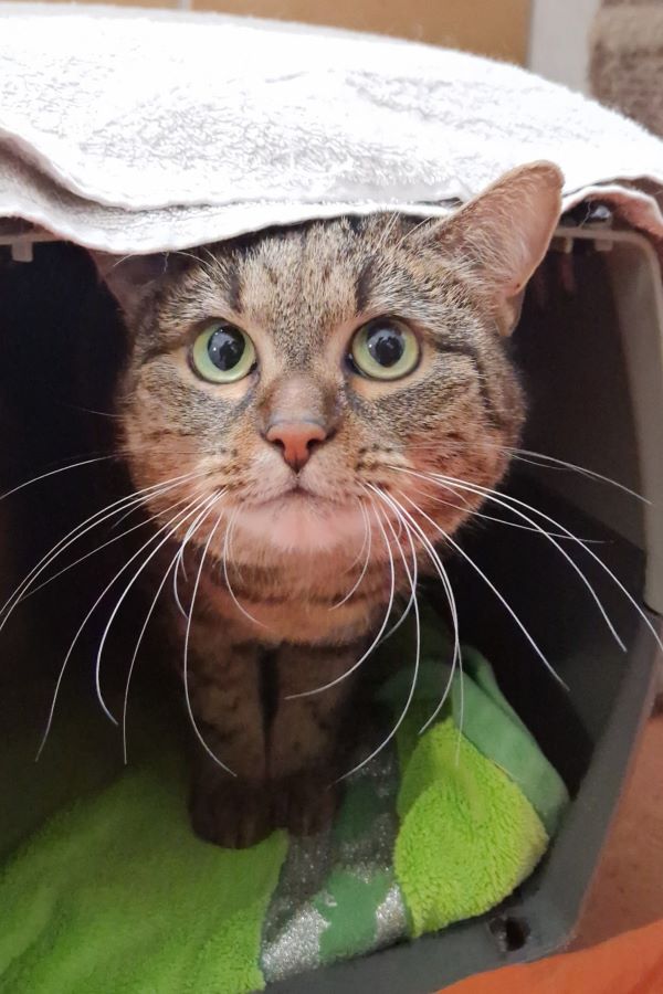 Europäische Hauskatze