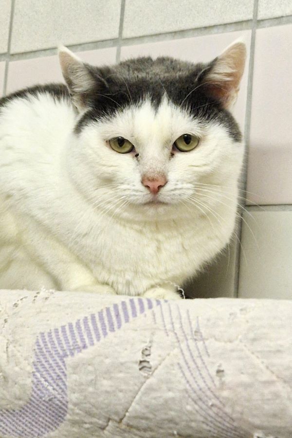 Europäische Hauskatze