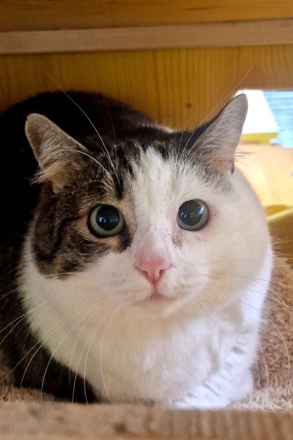 Europäische Hauskatze