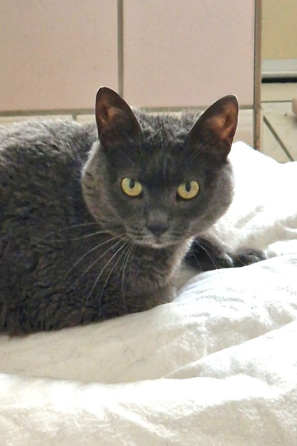 Europäische Hauskatze