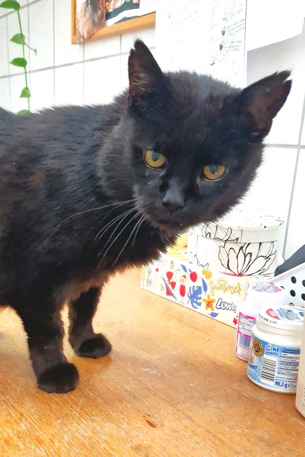 Europäische Hauskatze