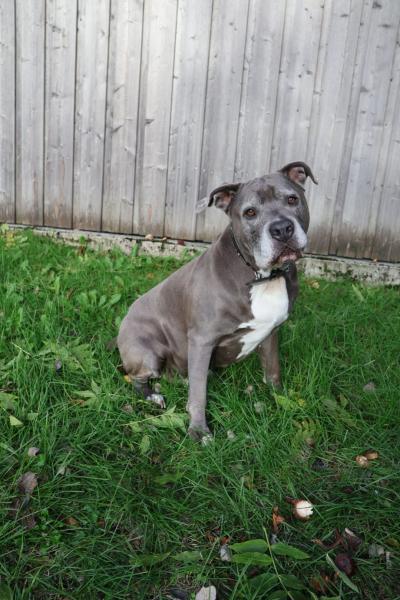 Staffordshire Bullterrier