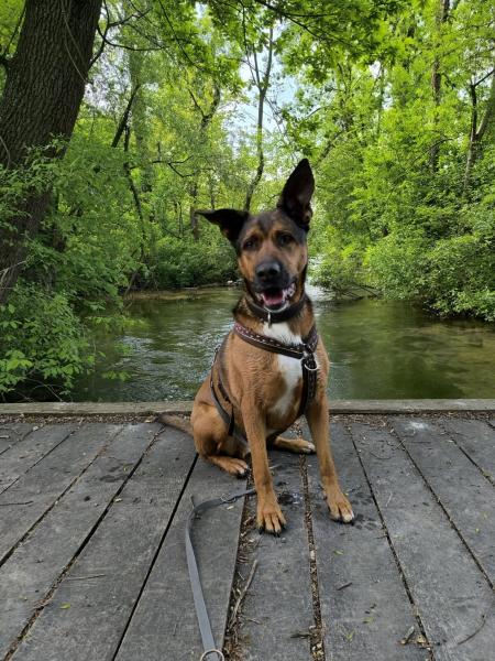 Schäferhund-Mischling