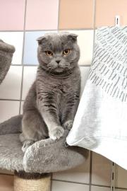 Fundtier Tier-ID 36367