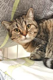 Fundtier Tier-ID 36368