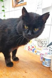 Fundtier Tier-ID 36391