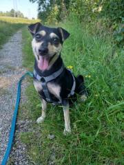 Fundtier Tier-ID 35919