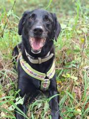 Fundtier Tier-ID 8169