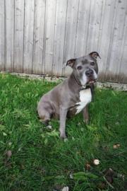 Fundtier Tier-ID 31203