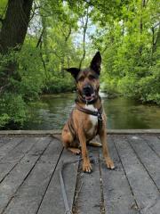 Fundtier Tier-ID 25694