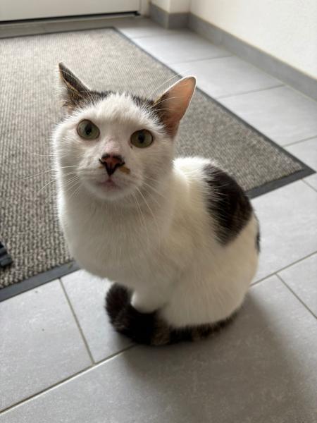 Europäische Hauskatze