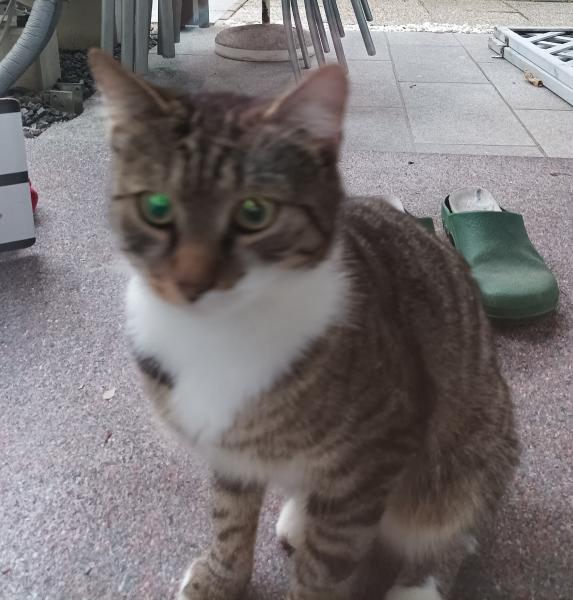 Europäische Hauskatze