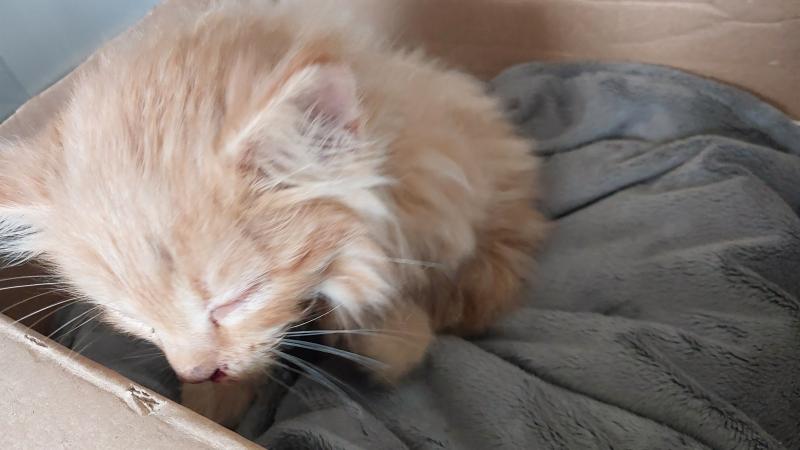 Europäische Hauskatze