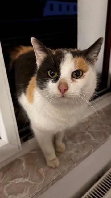 Europäische Hauskatze