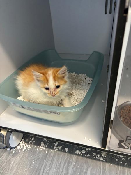 Europäische Hauskatze-Mischling