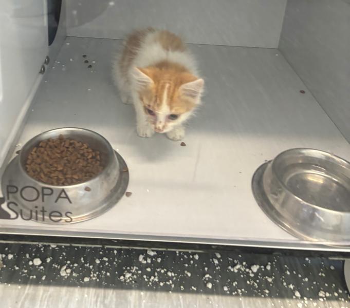 Europäische Hauskatze-Mischling