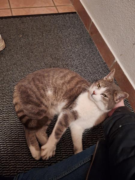 Europäische Hauskatze