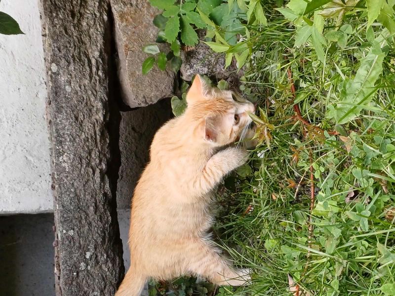 Europäische Hauskatze