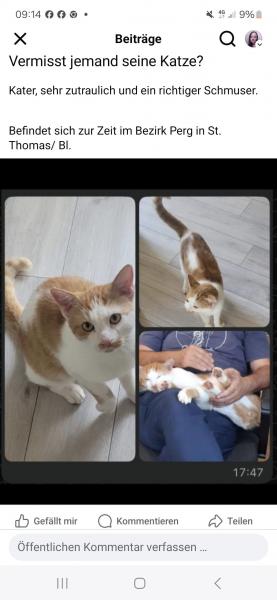 Europäische Hauskatze