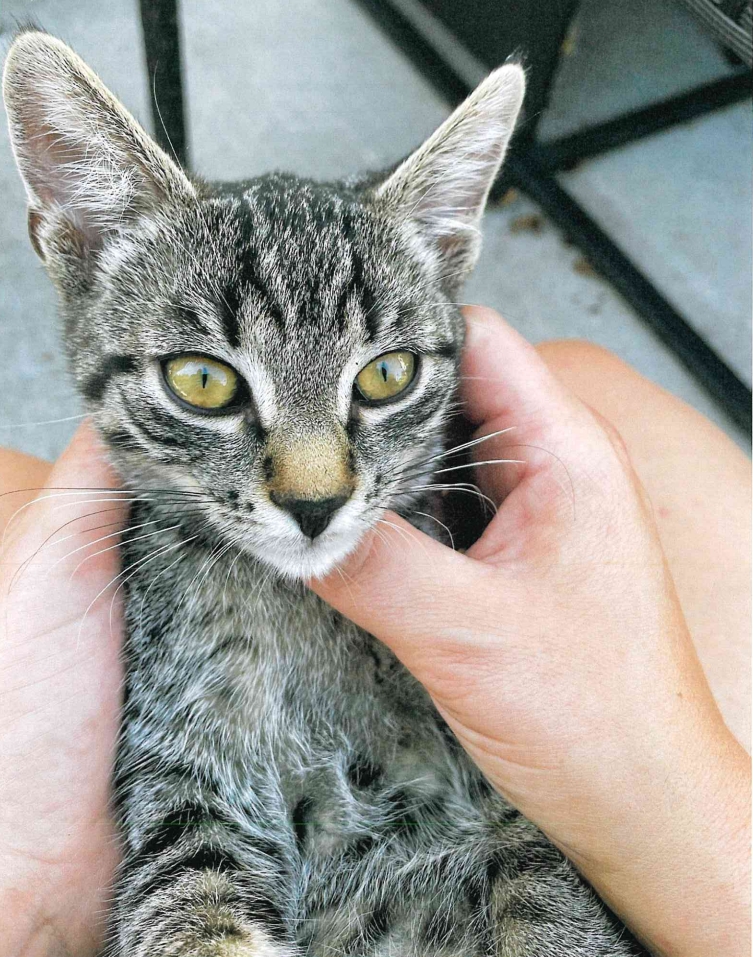 Europäische Hauskatze