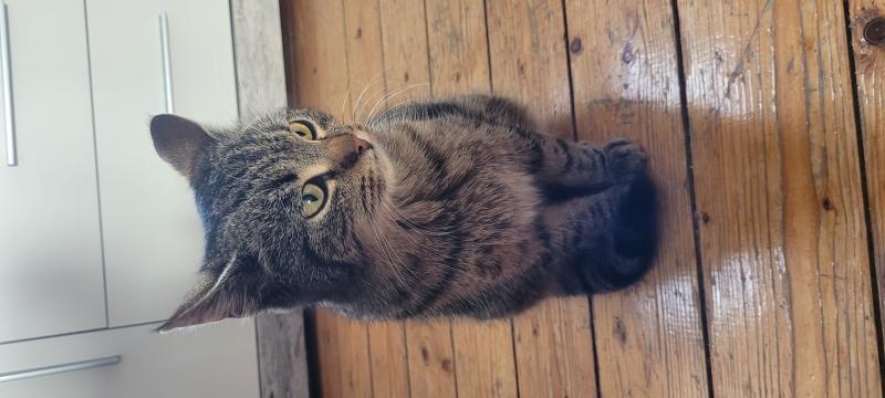 Europäische Hauskatze